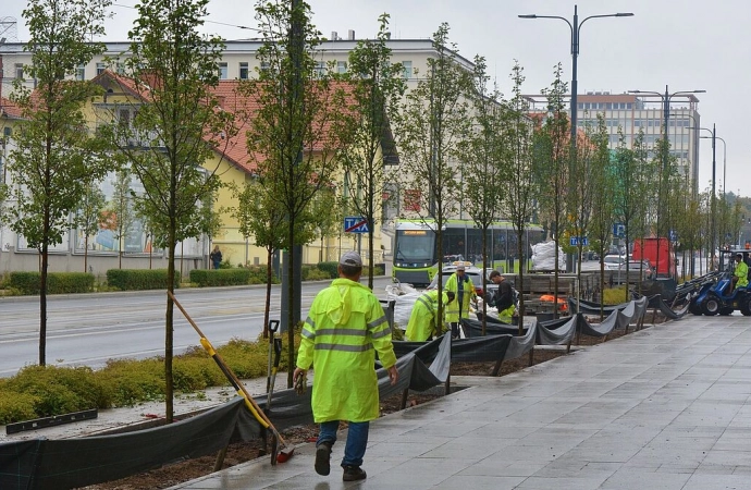 {W centrum Olsztyna prowadzone są kolejne nasadzenia.}